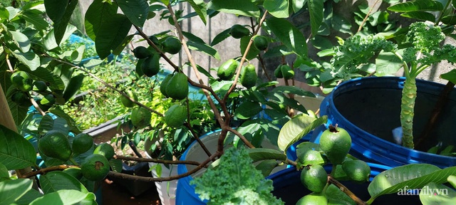 Sân thượng 50m² không khác gì trang trại với đủ loại rau quả sạch theo mùa của mẹ đảm ở Hà Nội - Ảnh 7.