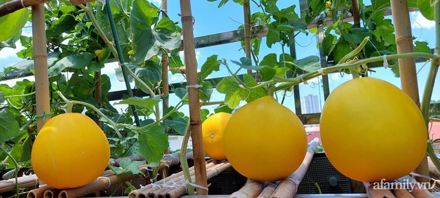 Sân thượng 50m² không khác gì trang trại với đủ loại rau quả sạch theo mùa của mẹ đảm ở Hà Nội - Ảnh 9.