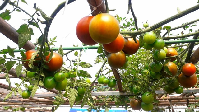 Sân thượng 50m² không khác gì trang trại với đủ loại rau quả sạch theo mùa của mẹ đảm ở Hà Nội - Ảnh 10.