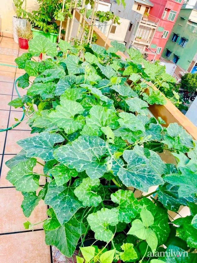 Khu vườn trên sân thượng đủ mọi loại rau sạch của nữ CEO xinh đẹp ở Sài Gòn - Ảnh 13.