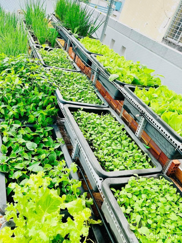 Khu vườn trên sân thượng đủ mọi loại rau sạch của nữ CEO xinh đẹp ở Sài Gòn - Ảnh 17.