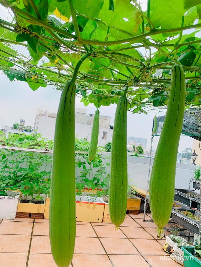 Khu vườn trên sân thượng đủ mọi loại rau sạch của nữ CEO xinh đẹp ở Sài Gòn - Ảnh 24.