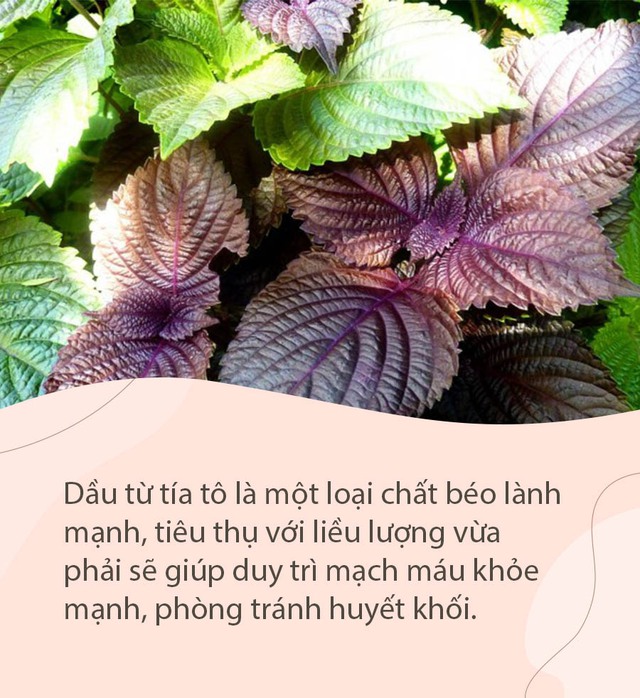  Loại rau siêu bổ dưỡng, khi ép thành dầu tốt hơn cả dầu đậu phộng nhưng không phải ai cũng biết cách tận dụng  - Ảnh 2.