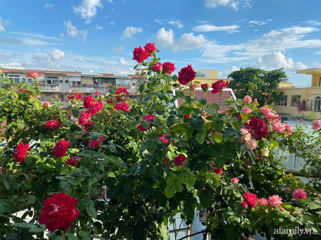 Sân thượng phủ kín hoa hồng và rau quả sạch ở Sài Gòn của Hoa hậu Janny Thủy Trần - Ảnh 12.