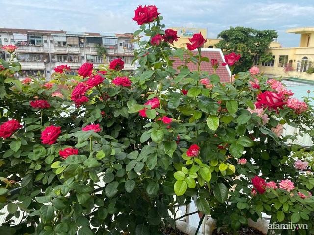 Sân thượng phủ kín hoa hồng và rau quả sạch ở Sài Gòn của Hoa hậu Janny Thủy Trần - Ảnh 3.