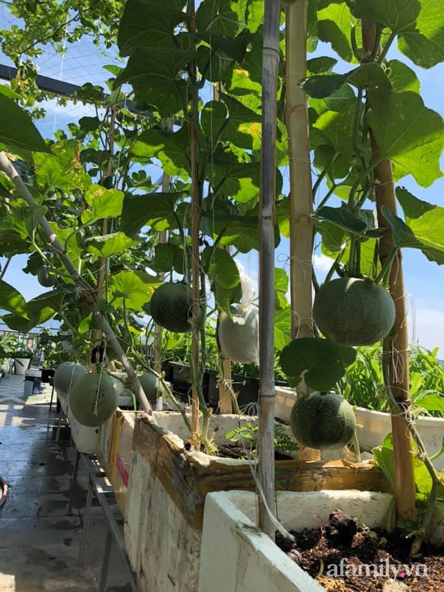 Mẹ Đà Nẵng tạo ra “nông trại” rau quả sạch trên tầng thượng giúp cả nhà vui khỏe trong những ngày giãn cách - Ảnh 9.