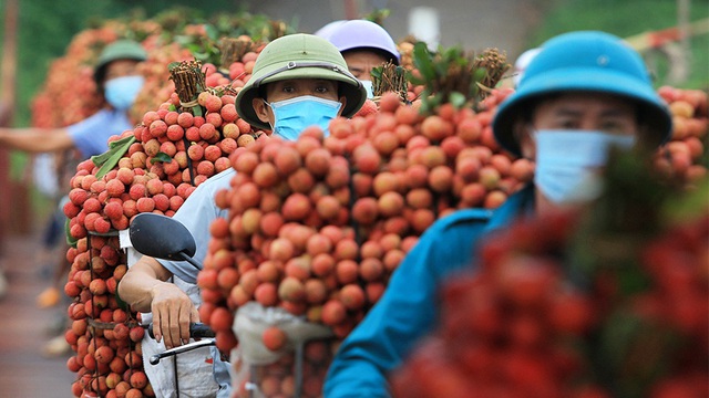  Từ câu mỗi người Việt ăn vài lạng vải đến kỳ tích tiêu thụ vải thiều nội địa vượt xuất khẩu ngay giữa đại dịch - Ảnh 2.