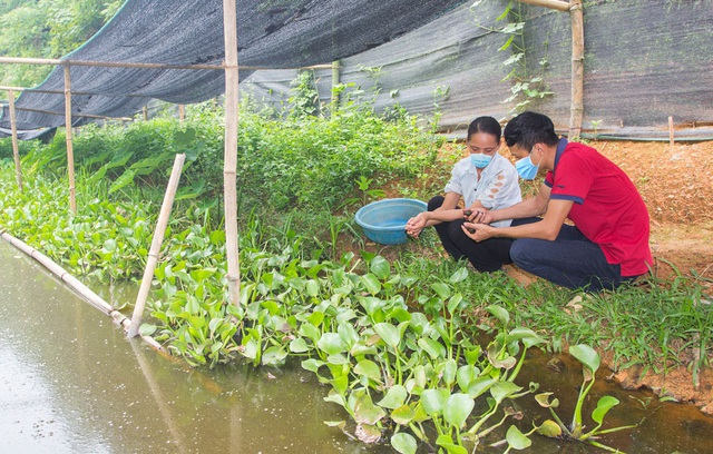  Thu tiền tỷ mỗi năm nhờ nuôi loài... siêu đẻ, chỉ ăn bèo tấm, rau xanh - Ảnh 1.