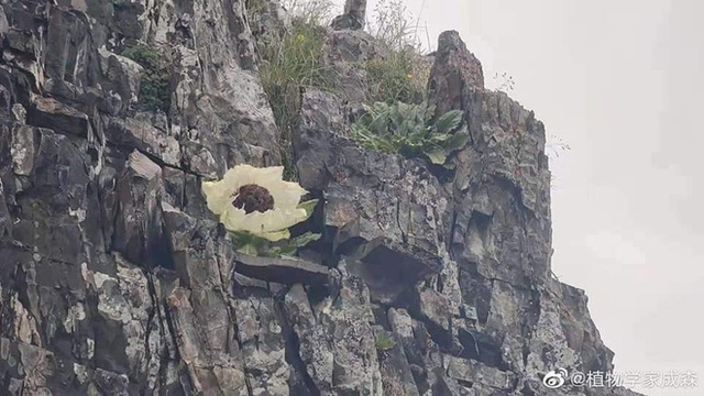 Loài hoa bước ra từ truyền thuyết được ví như tiên dược, giới nhà giàu Việt “sủng ái” tới mức bỏ hàng chục triệu để săn lùng - Ảnh 6. Loài hoa bước ra từ truyền thuyết được ví như tiên dược, giới nhà giàu Việt “sủng ái” tới mức bỏ hàng chục triệu để săn lùng - Ảnh 6.