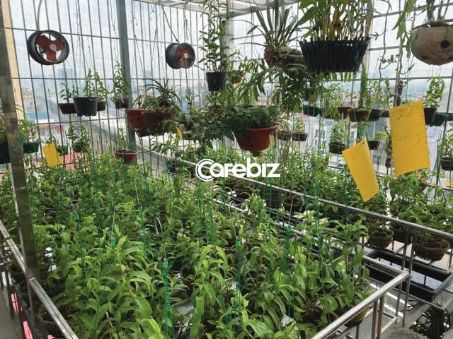 Thế chấp một căn nhà 5 tầng, 1.000m2 đất và 2 căn hộ chung cư để chơi lan đột biến, lúc đỉnh sống trên núi tiền, lúc bong bóng vỡ gia đình tôi ly tán vì bị xiết nợ - Ảnh 2.