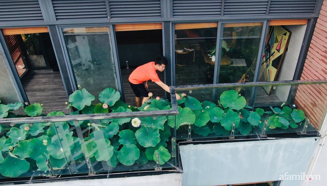 Hồ sen với đủ loại hoa hiếm trên penthouse 300m² của chồng dành tặng vợ ở Hà Nội - Ảnh 1.