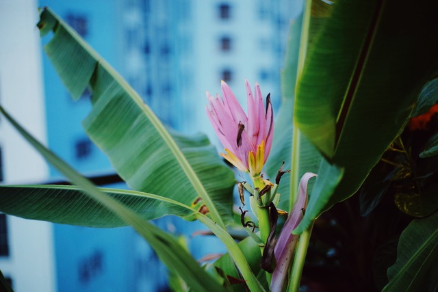 Hồ sen với đủ loại hoa hiếm trên penthouse 300m² của chồng dành tặng vợ ở Hà Nội - Ảnh 27.