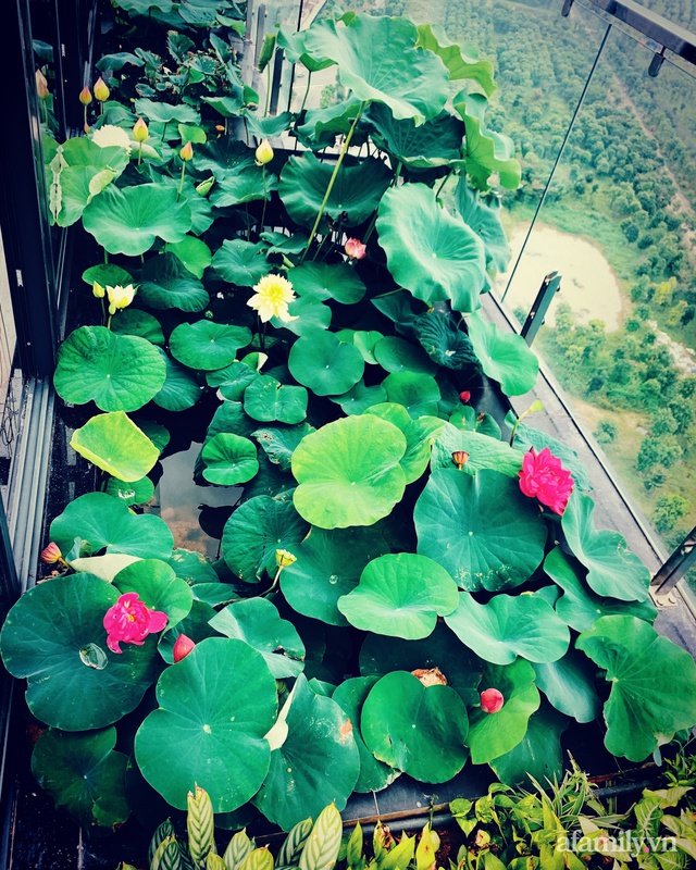 Hồ sen với đủ loại hoa hiếm trên penthouse 300m² của chồng dành tặng vợ ở Hà Nội - Ảnh 4.