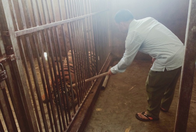  Khởi tố, bắt giam ông chủ nuôi 14 con hổ Đông Dương trái phép trong tầng hầm của gia đình - Ảnh 1.