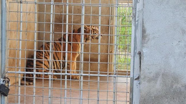 Vụ giải cứu 17 con hổ nuôi trái phép: 9 con còn sống được chăm sóc thế nào? - Ảnh 1.