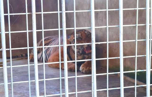 Vụ giải cứu 17 con hổ nuôi trái phép: 9 con còn sống được chăm sóc thế nào? - Ảnh 2.