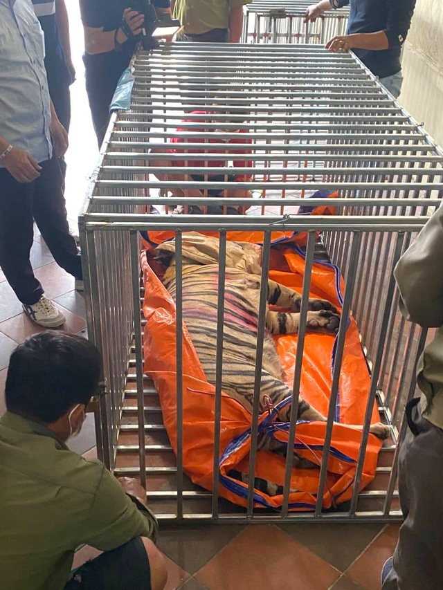  Khởi tố, bắt giam ông chủ nuôi 14 con hổ Đông Dương trái phép trong tầng hầm của gia đình - Ảnh 3.
