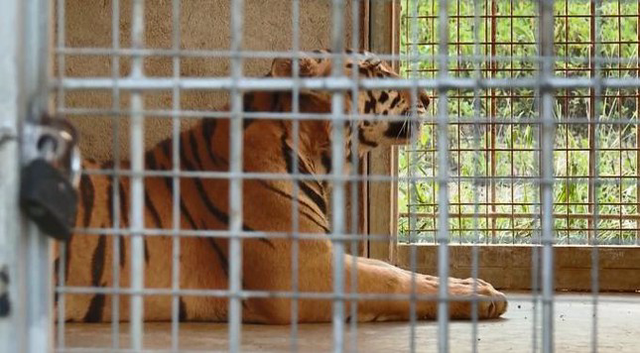 Vụ giải cứu 17 con hổ nuôi trái phép: 9 con còn sống được chăm sóc thế nào? - Ảnh 5.