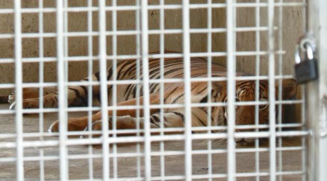 Vụ giải cứu 17 con hổ nuôi trái phép: 9 con còn sống được chăm sóc thế nào? - Ảnh 6.