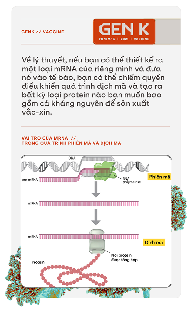Sau COVID-19, công nghệ vắc-xin mRNA sẽ giúp chúng ta chữa khỏi bệnh ung thư - Ảnh 3.