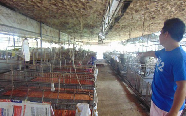Nhiều chuồng trại nuôi lợn phải bỏ hoang (ảnh minh họa).