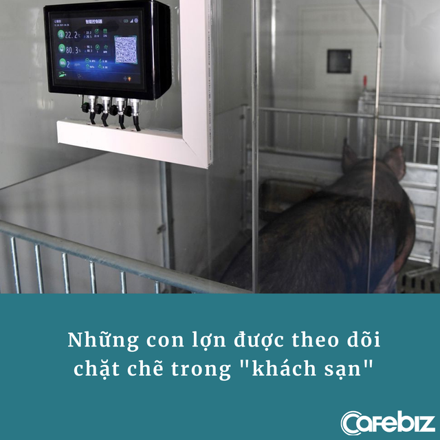 Trung Quốc xây khách sạn 13 tầng dành cho... lợn vì sợ bị nhiễm virus: Có dịch vụ thú y tại chỗ, bữa ăn được chuẩn bị cẩn thận - Ảnh 1.
