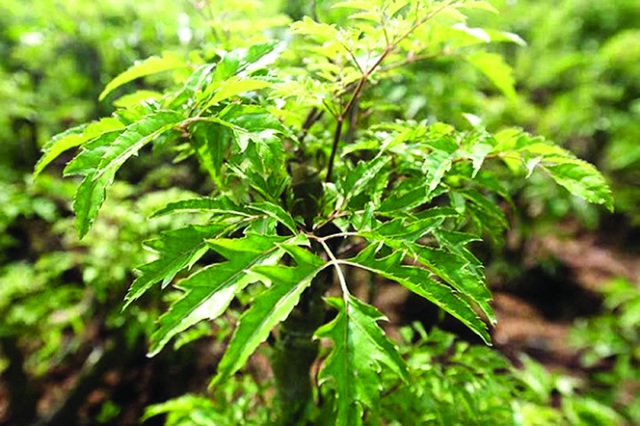 8 loại cây vừa dễ trồng vừa là kho thuốc quý trong nhà, đặc biệt là trong mùa dịch bệnh này - Ảnh 15.