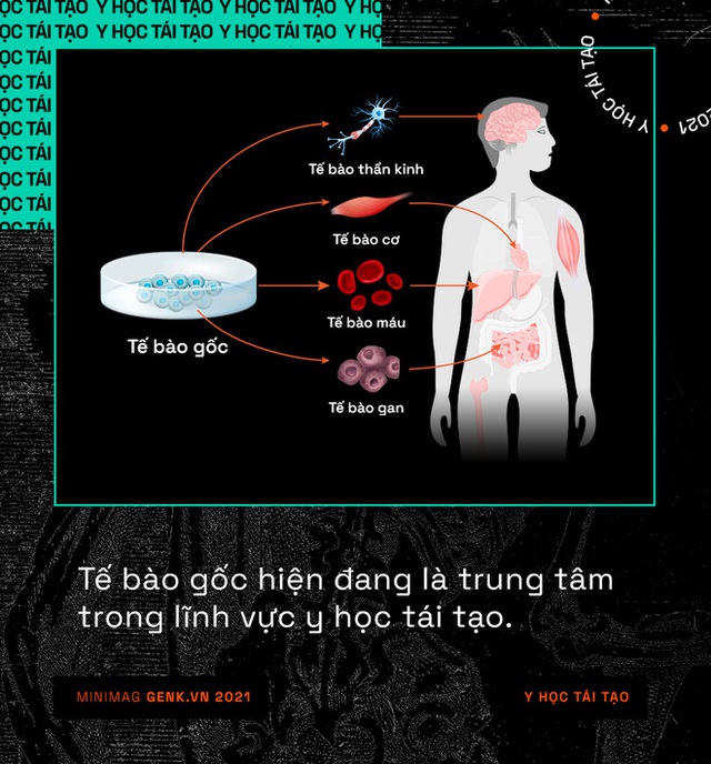 Y học tái tạo sẽ giúp con người mọc lại các bộ phận đã mất giống như loài thằn lằn - Ảnh 4. Y học tái tạo sẽ giúp con người mọc lại các bộ phận đã mất giống như loài thằn lằn - Ảnh 4.