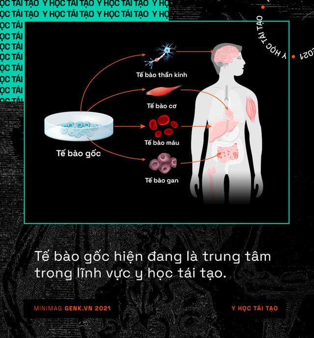 Y học tái tạo sẽ giúp con người mọc lại các bộ phận đã mất giống như loài thằn lằn - Ảnh 4.