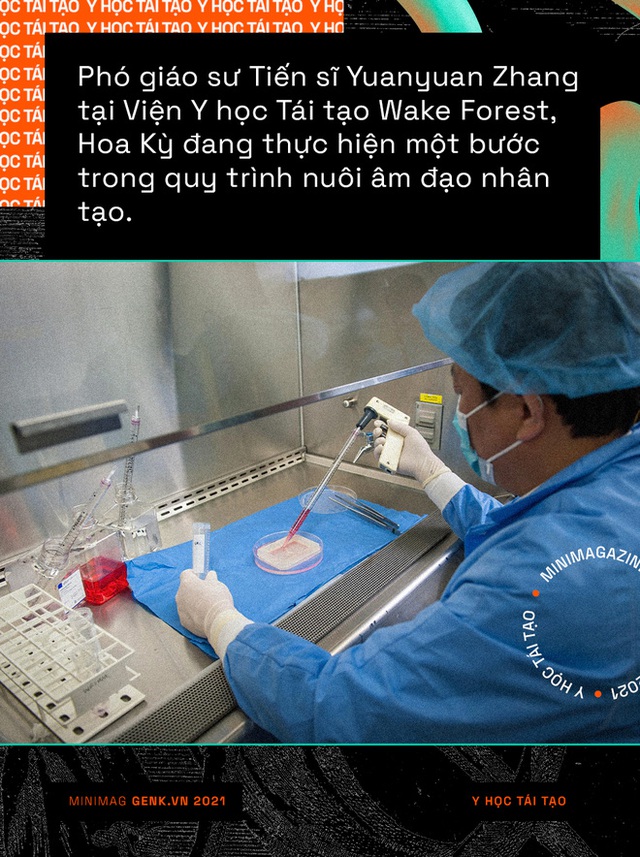 Y học tái tạo sẽ giúp con người mọc lại các bộ phận đã mất giống như loài thằn lằn - Ảnh 7. Y học tái tạo sẽ giúp con người mọc lại các bộ phận đã mất giống như loài thằn lằn - Ảnh 7.