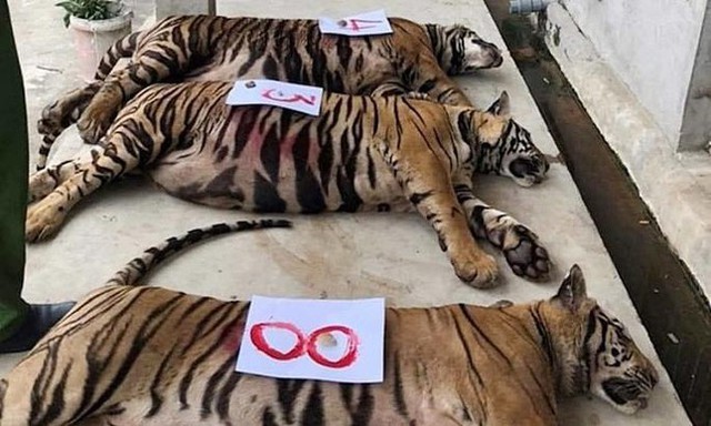 9 con hổ ở Nghệ An còn sống sau vụ giải cứu: Mỗi ngày tiêu tốn hết 20 triệu đồng - Ảnh 1.