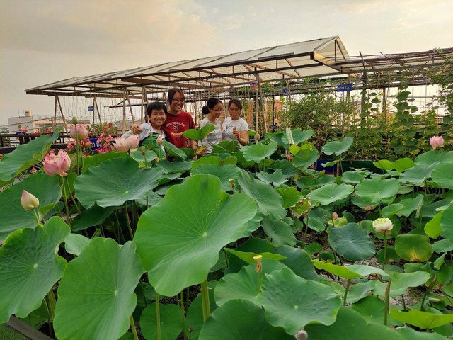 Trồng cây, nuôi gà trên nóc nhà giúp gia đình Sài Gòn sống ung dung những ngày hạn chế đi chợ - Ảnh 14.