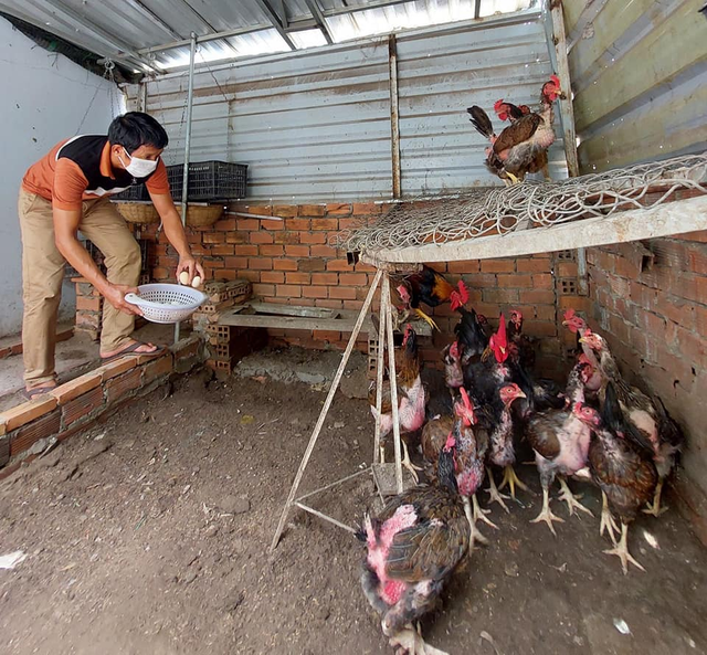 Trồng cây, nuôi gà trên nóc nhà giúp gia đình Sài Gòn sống ung dung những ngày hạn chế đi chợ - Ảnh 15.