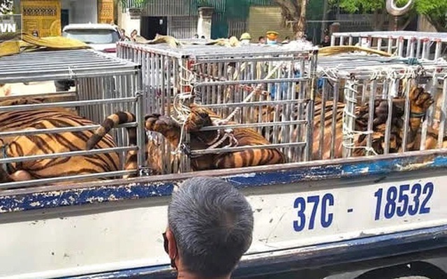 Công an điều xe cẩu tự hành vận chuyển 16 con hổ đi để phục vụ công tác điều tra.