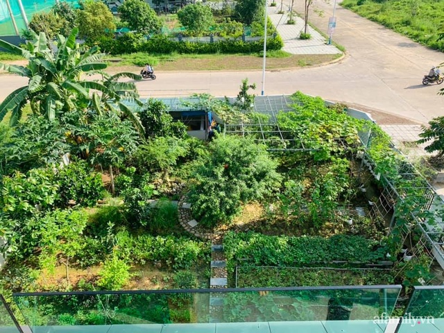 Mẹ đảm 4 con tự tay cải tạo mảnh đất trống thành trang trại rau quả chẳng thiếu thứ gì ở Quảng Ninh - Ảnh 2.