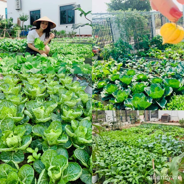 Mẹ đảm 4 con tự tay cải tạo mảnh đất trống thành trang trại rau quả chẳng thiếu thứ gì ở Quảng Ninh - Ảnh 12.