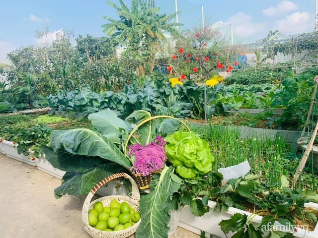Mẹ đảm 4 con tự tay cải tạo mảnh đất trống thành trang trại rau quả chẳng thiếu thứ gì ở Quảng Ninh - Ảnh 3.