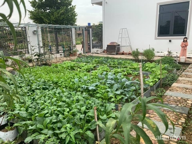 Mẹ đảm 4 con tự tay cải tạo mảnh đất trống thành trang trại rau quả chẳng thiếu thứ gì ở Quảng Ninh - Ảnh 4.