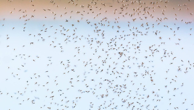Chuyện gì sẽ xảy ra nếu chúng ta xóa sổ toàn bộ loài muỗi? - Ảnh 1.