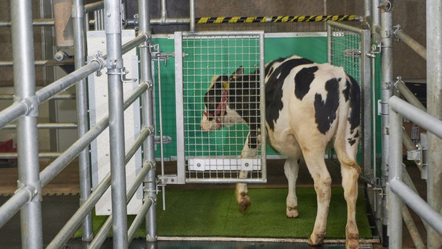 Các nhà khoa học đang dạy những con bò cách dùng nhà vệ sinh - Ảnh 1.