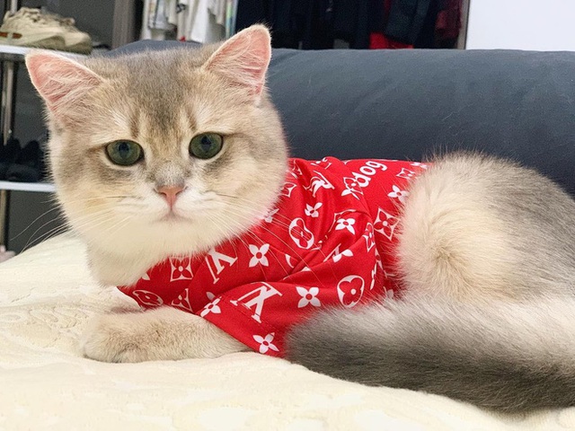 Hội nhà giàu chi bộn tiền cho thú vui xa xỉ: Mất đến cả trăm triệu mới được sở hữu lại còn phải phục vụ mệt nghỉ - Ảnh 10. Hội nhà giàu chi bộn tiền cho thú vui xa xỉ: Mất đến cả trăm triệu mới được sở hữu lại còn phải phục vụ mệt nghỉ - Ảnh 10.