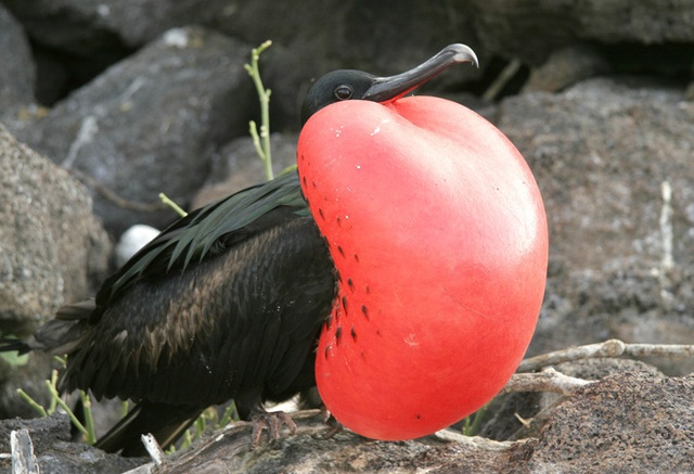 Quần đảo Galapagos: Thế giới thời tiền sử ở Thái Bình Dương! - Ảnh 9.