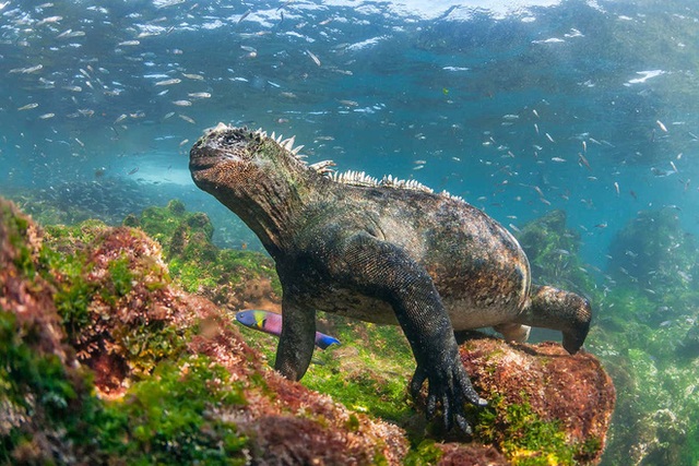 Quần đảo Galapagos: Thế giới thời tiền sử ở Thái Bình Dương! - Ảnh 4.