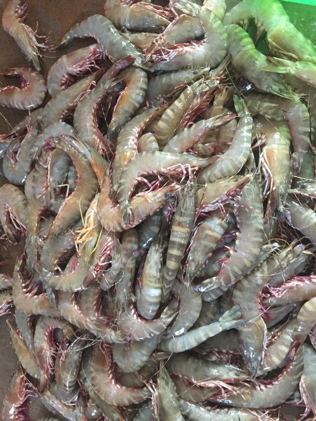  Dịch bệnh vắng khách du lịch, giá nhiều loại hải sản Phú Quốc giảm sâu - Ảnh 2.