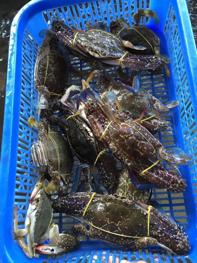  Dịch bệnh vắng khách du lịch, giá nhiều loại hải sản Phú Quốc giảm sâu - Ảnh 3.