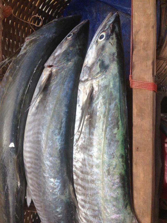  Dịch bệnh vắng khách du lịch, giá nhiều loại hải sản Phú Quốc giảm sâu - Ảnh 6.