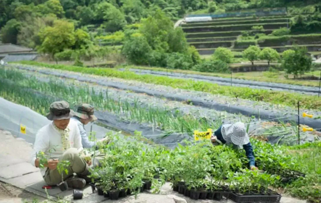 Bỏ việc về quê, nuôi cá và trồng thêm rau: Cuộc sống thảnh thơi, như mơ của đôi vợ chồng khiến nhiều người phát cuồng - Ảnh 21.