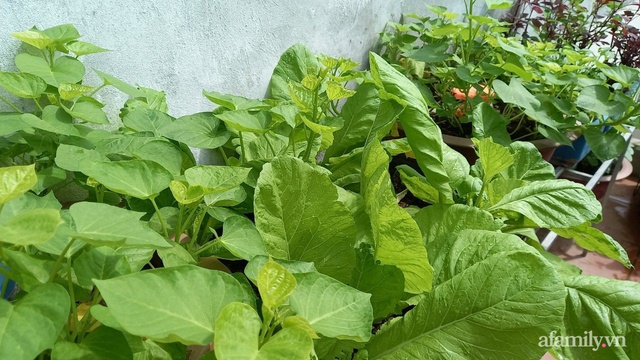 Khoảng sân thượng chỉ 15m² nhưng đủ các loại rau xanh tốt tươi không lo thiếu thực phẩm mùa dịch ở Hà Nội - Ảnh 11.