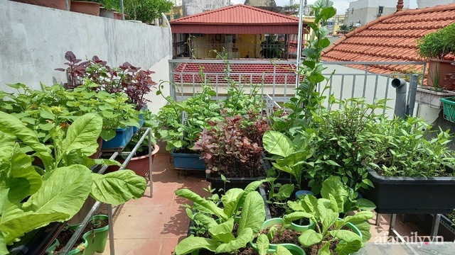 Khoảng sân thượng chỉ 15m² nhưng đủ các loại rau xanh tốt tươi không lo thiếu thực phẩm mùa dịch ở Hà Nội - Ảnh 19.