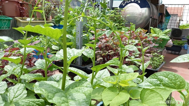 Khoảng sân thượng chỉ 15m² nhưng đủ các loại rau xanh tốt tươi không lo thiếu thực phẩm mùa dịch ở Hà Nội - Ảnh 20.
